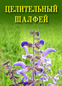 Обложка книги «Целительный шалфей»