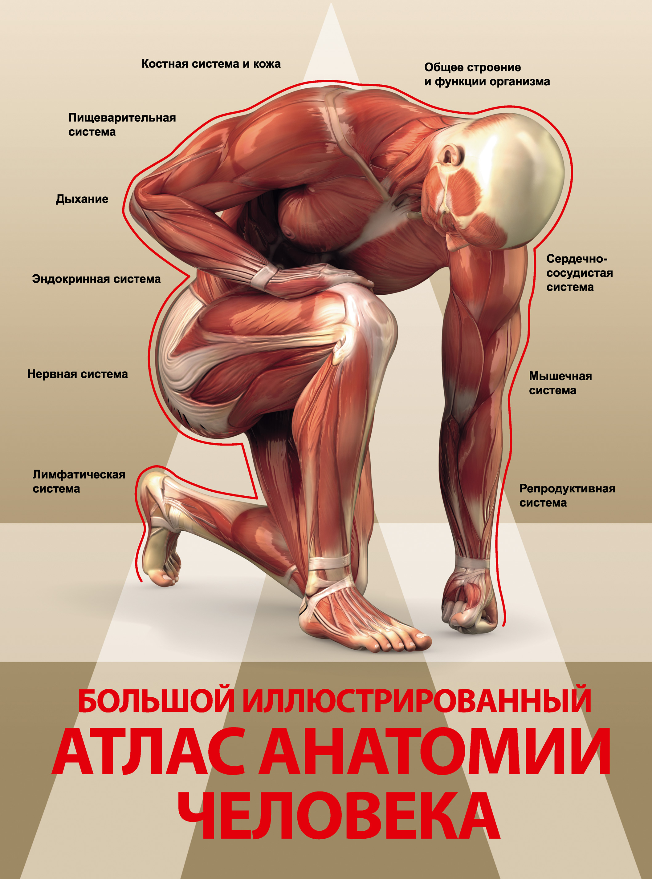 Обложка книги «Большой иллюстрированный атлас анатомии человека»