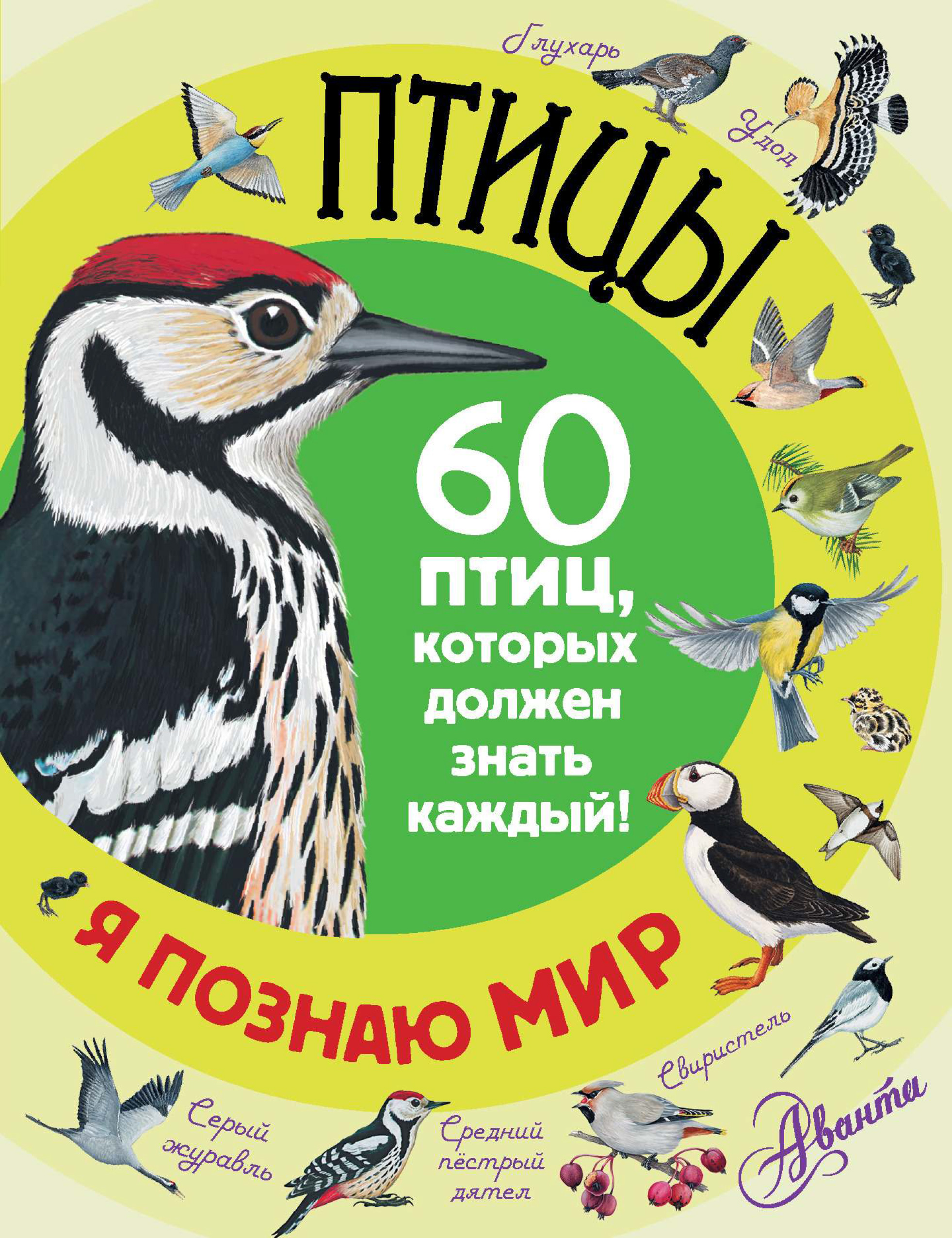 Обложка книги «Птицы. 60 птиц, которых должен знать каждый»