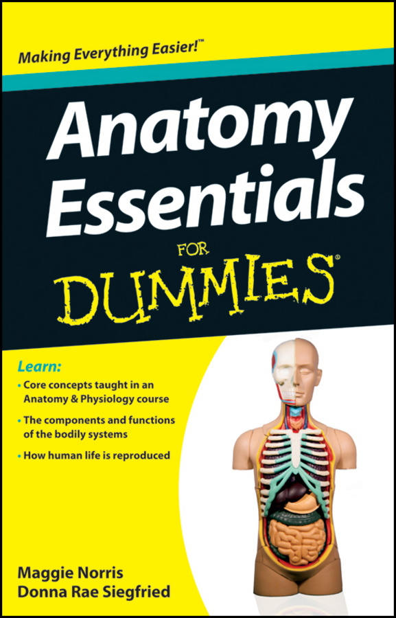 Обложка книги «Anatomy Essentials For Dummies»