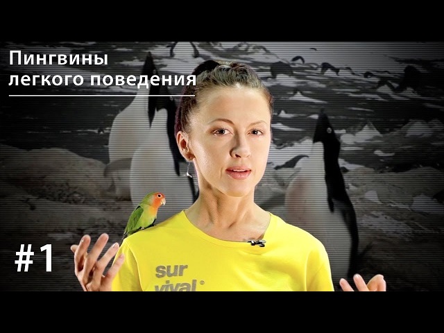 Обложка книги «Пингвины легкого поведения»