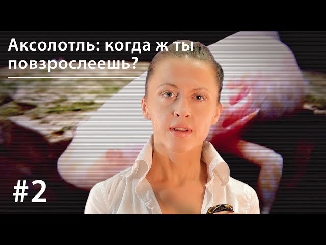 Обложка книги «Аксолотль: когда ж ты повзрослеешь?»
