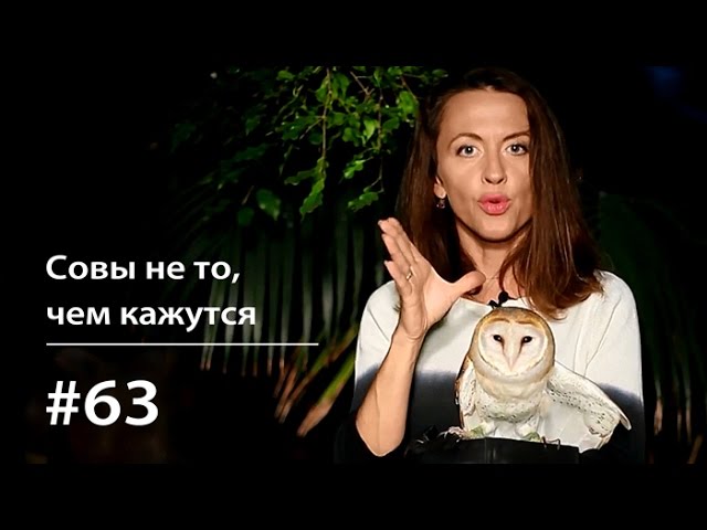 Обложка книги «Совы не то, чем кажутся»