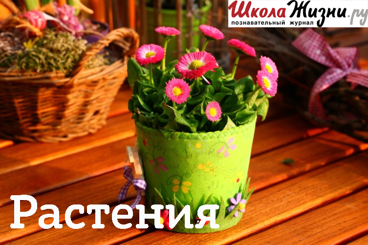 Обложка книги «Чем полезен можжевельник?»
