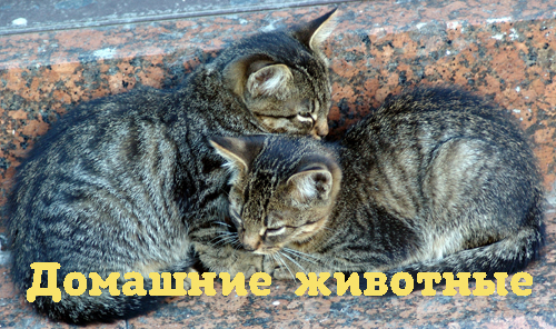 Обложка книги «Почему мурлыкает кошка?»