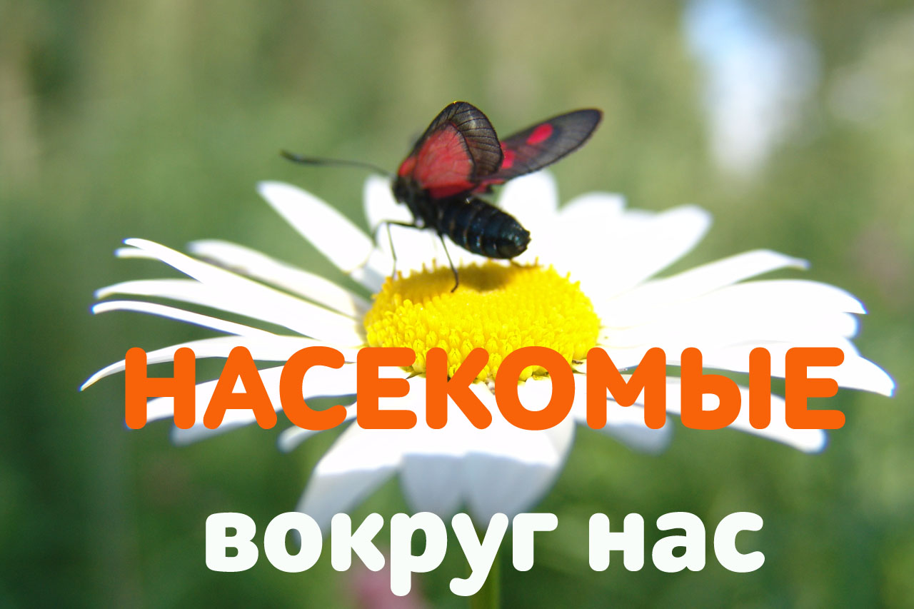 Обложка книги «Как победить тараканов?»