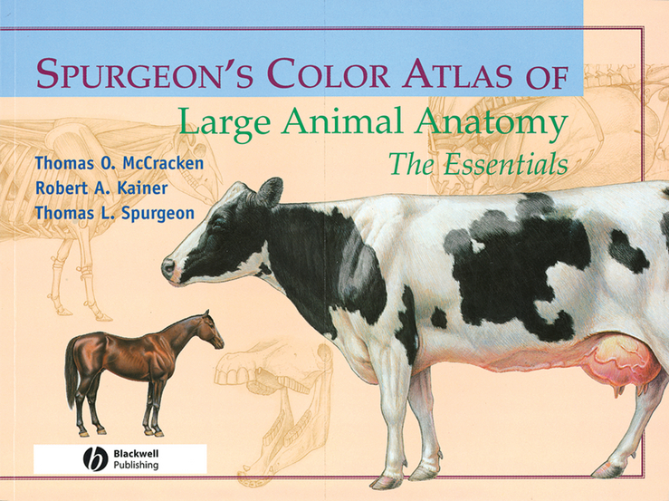 Обложка книги «Spurgeon's Color Atlas of Large Animal Anatomy»