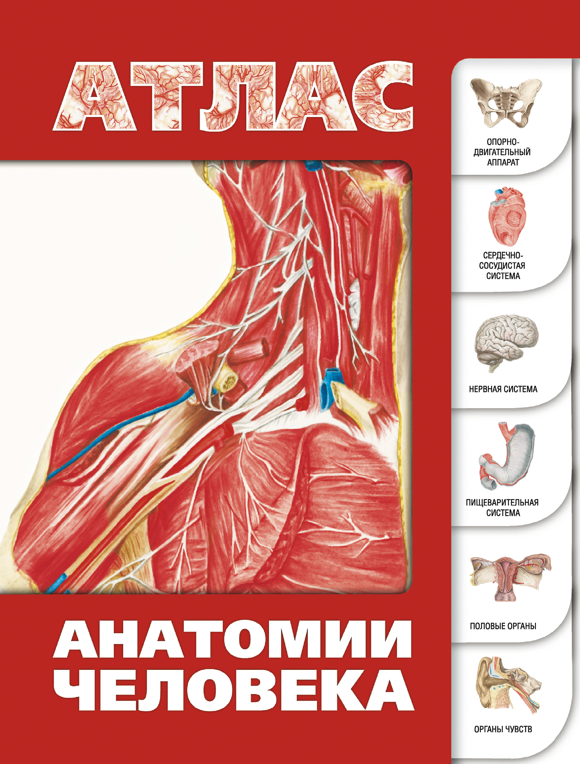 Обложка книги «Атлас анатомии человека»