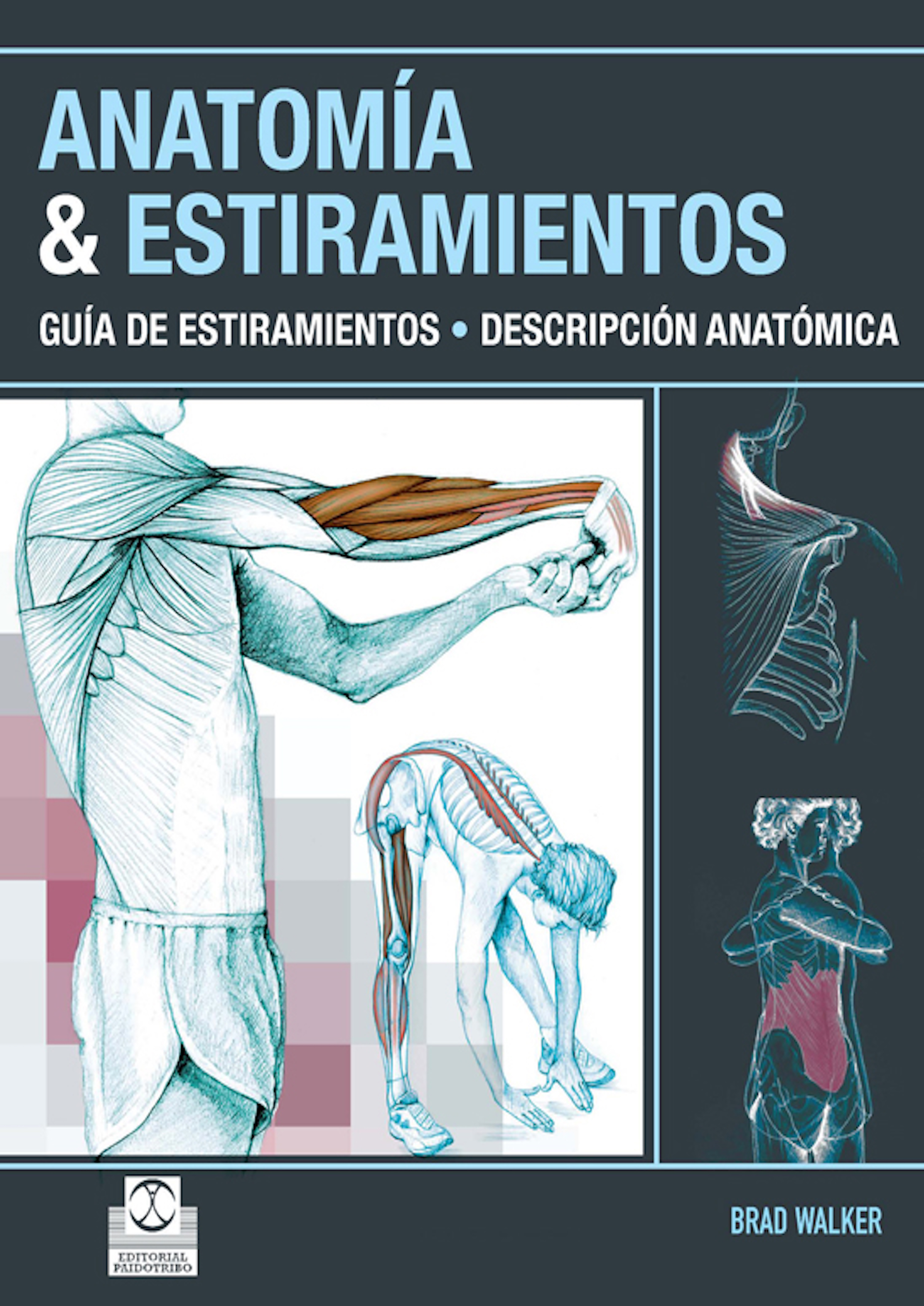 Обложка книги «Anatomía & Estiramientos»