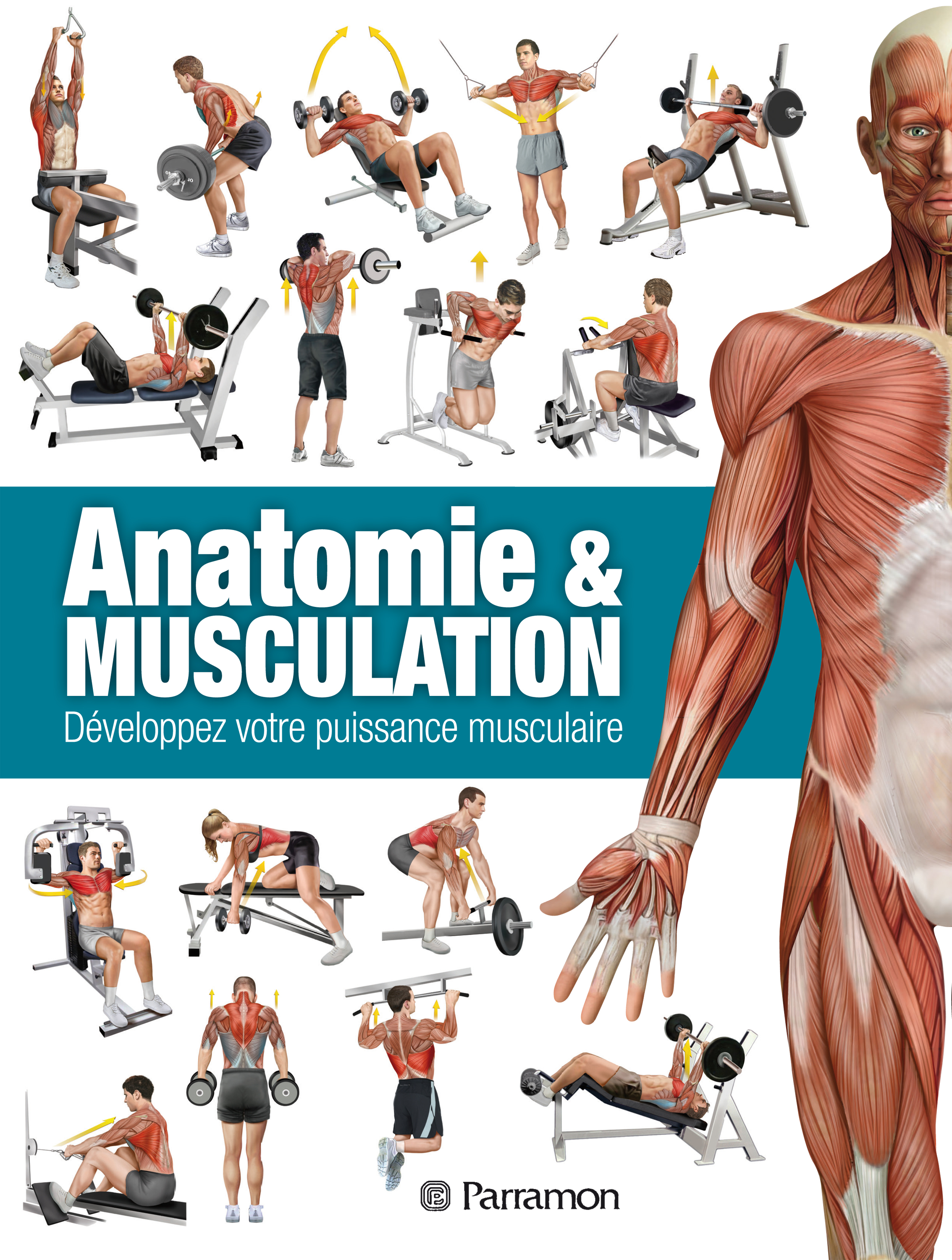 Обложка книги «Anatomie & Musculation»
