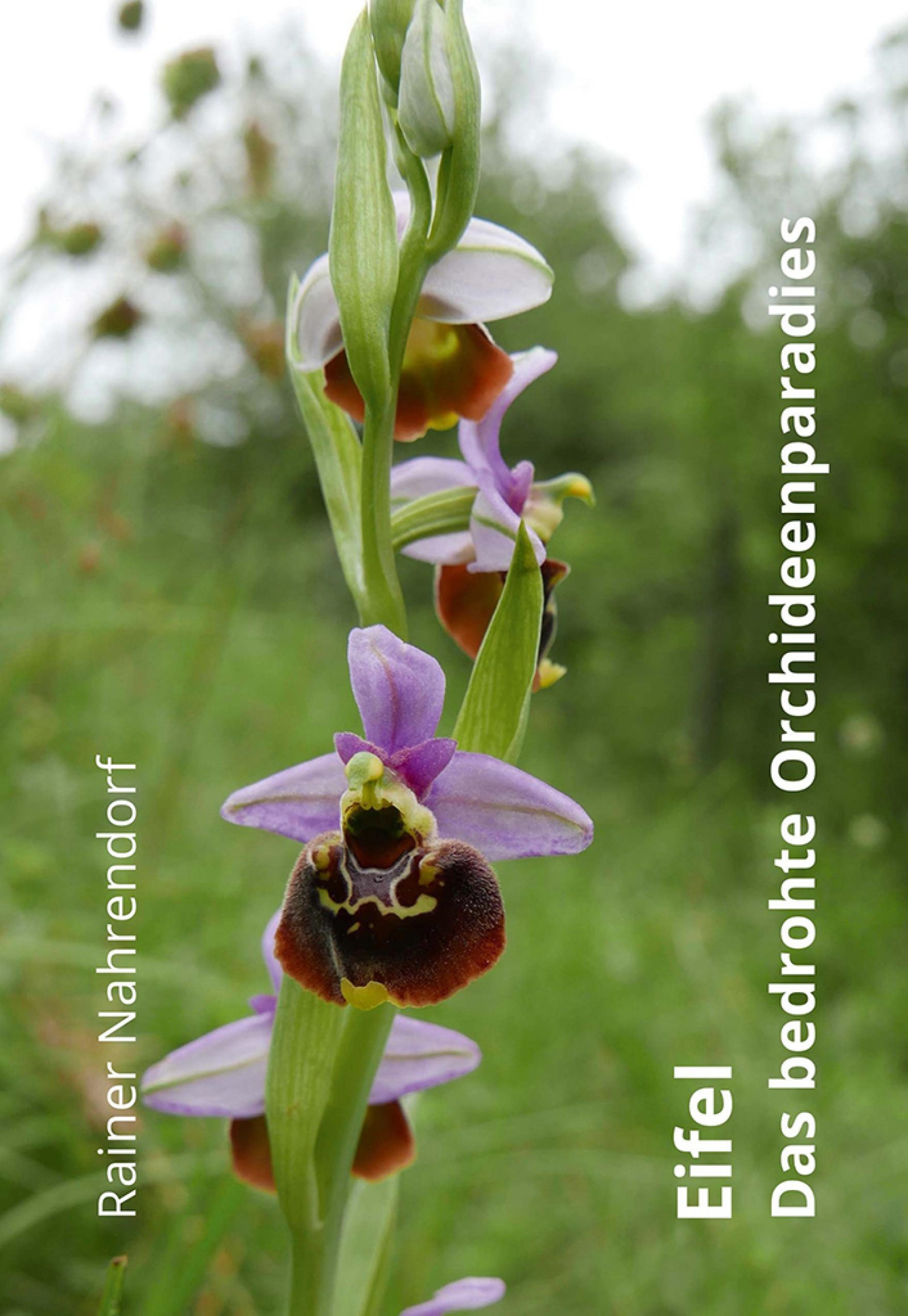 Обложка книги «Eifel - Das bedrohte Orchideenparadies»