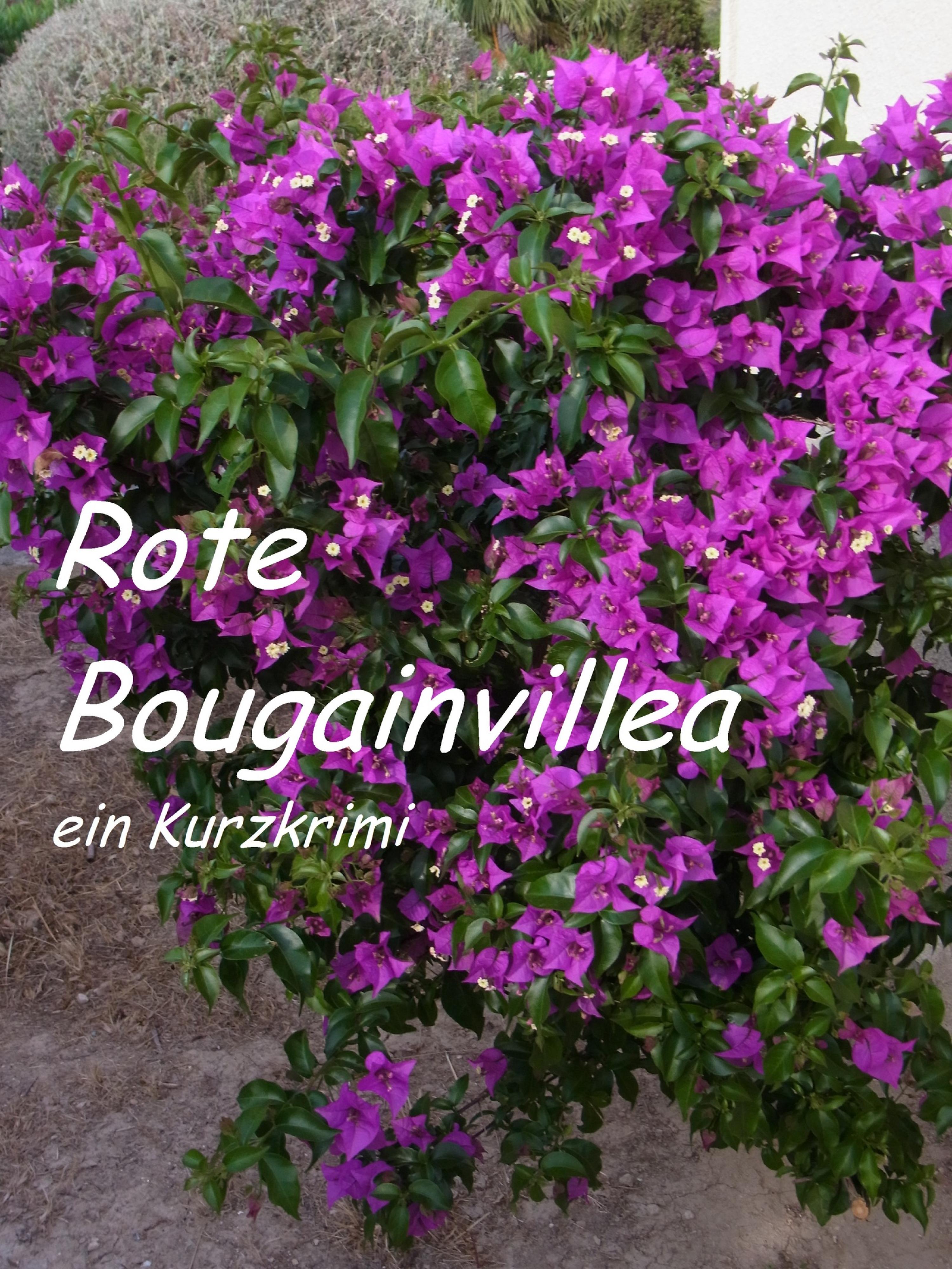 Обложка книги «Rote Bougainvillea»
