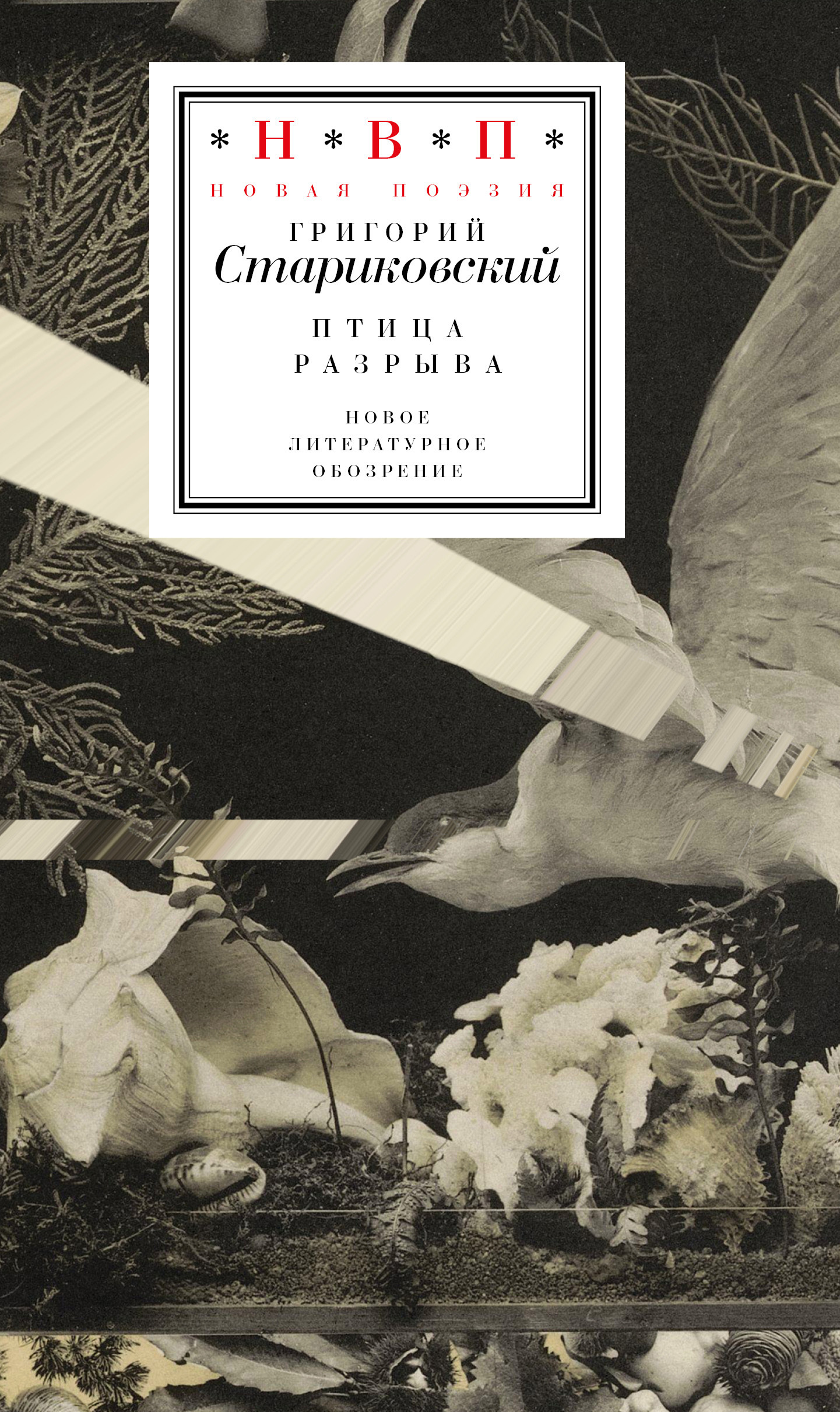 Обложка книги «Птица разрыва»