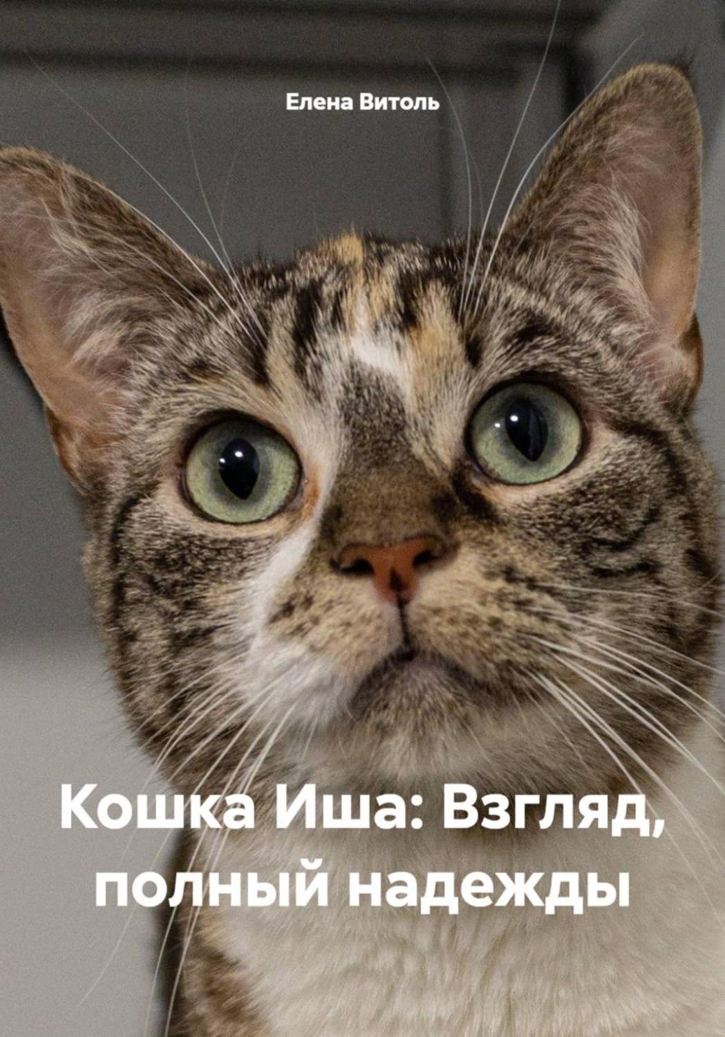 Обложка книги «Кошка Иша: Взгляд, полный надежды»