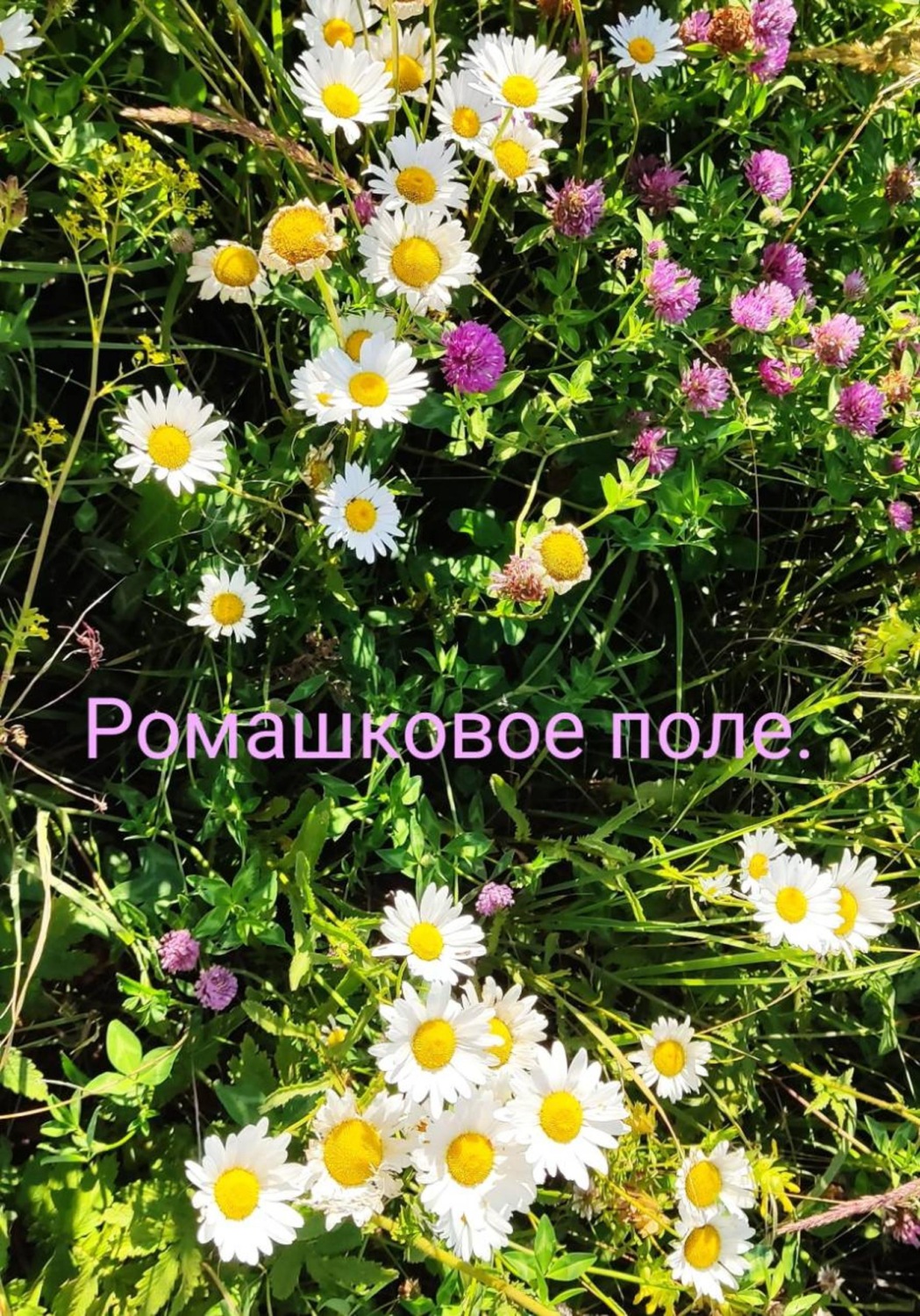 Обложка книги «Ромашковое поле»