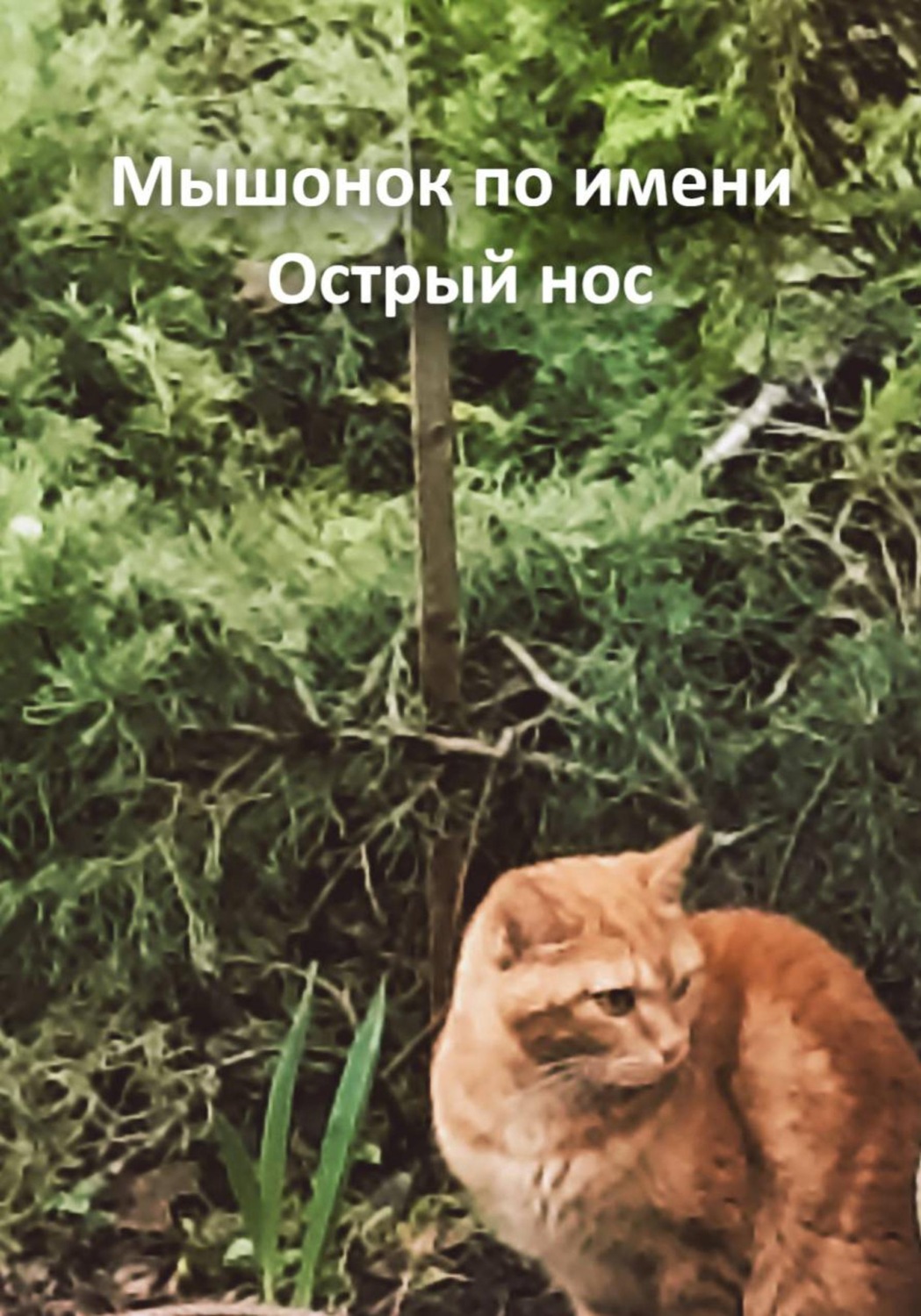 Обложка книги «Мышонок по имени Острый нос»